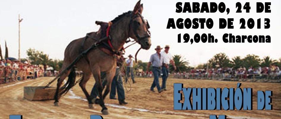 exhibicion_de_tiro_de_piedra_con_mulos.jpg